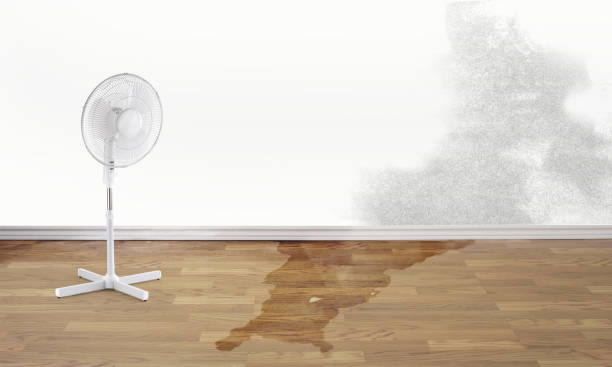 Best Mold removal after water damage  in Monmouth, OR